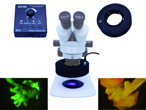 実体顕微鏡用蛍光アダプター OLFAS(オルファス)