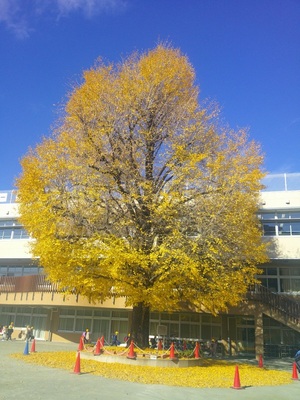 写真：シンボルツリー（いちょうの木）