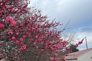 講座当日、旧理研で撮った梅の写真