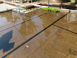 写真：田植えの準備完了