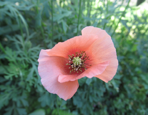 ナガミヒナゲシの写真