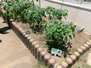 写真：5組の児童が栽培した野菜