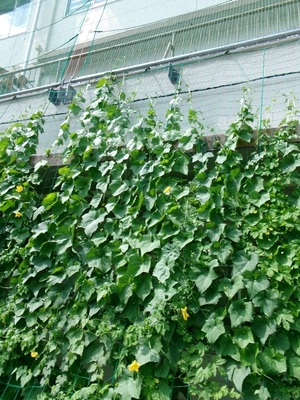 写真：緑のカーテン