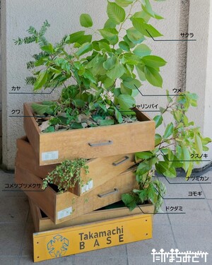 植物ディスプレイ