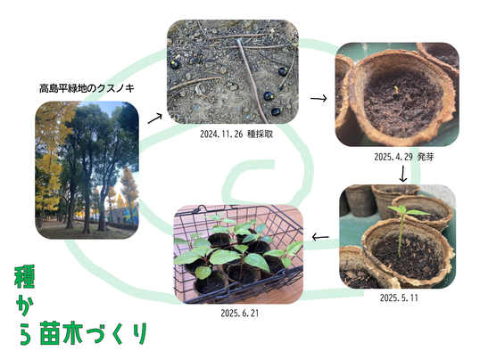 種から苗木づくり