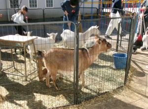 写真：飼っているやぎ